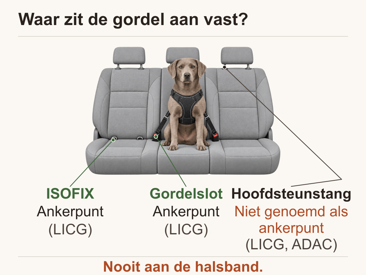 Een hond in een gevoerd tuig met twee korte banden; gordelslot, ISOFIX en hoofdsteunstang zijn aangegeven.